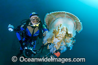 Diver and Giant Crinkled Jellyfish Photo - Gary Bell