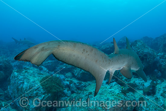 Grey Nurse Shark Coffs Harbour photo Grey Nurse Shark Coffs Harbour photo