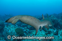 Grey Nurse Shark Coffs Harbour Photo - Gary Bell