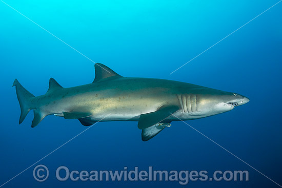 Grey Nurse Shark Coffs Harbour photo Grey Nurse Shark Coffs Harbour photo