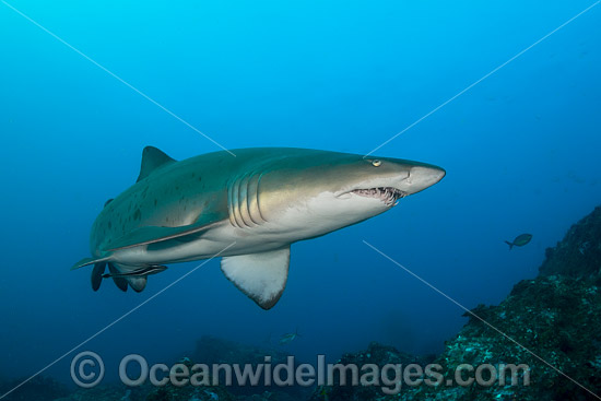 Grey Nurse Shark Coffs Harbour photo Grey Nurse Shark Coffs Harbour photo