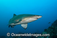 Grey Nurse Shark Coffs Harbour Photo - Gary Bell