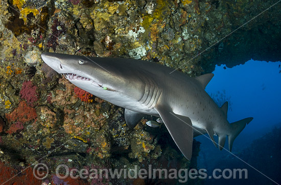 Grey Nurse Shark Coffs Harbour photo Grey Nurse Shark Coffs Harbour photo