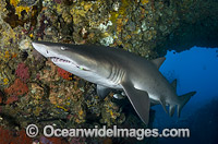 Grey Nurse Shark Coffs Harbour Photo - Gary Bell
