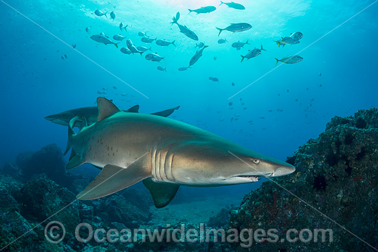 Grey Nurse Shark Coffs Harbour photo Grey Nurse Shark Coffs Harbour photo