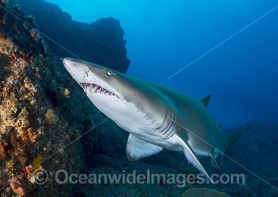 Grey Nurse Shark Coffs Harbour photo Grey Nurse Shark Coffs Harbour photo