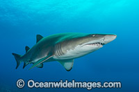 Grey Nurse Shark Coffs Harbour Photo - Gary Bell