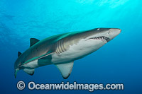 Grey Nurse Shark Coffs Harbour Photo - Gary Bell