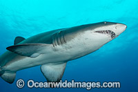 Grey Nurse Shark Coffs Harbour Photo - Gary Bell
