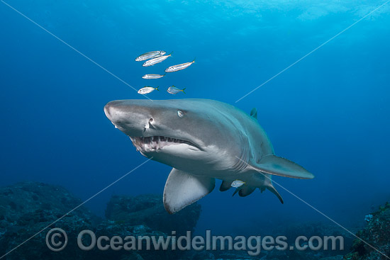 Grey Nurse Shark Coffs Harbour photo Grey Nurse Shark Coffs Harbour photo