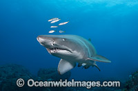 Grey Nurse Shark Coffs Harbour Photo - Gary Bell