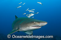 Grey Nurse Shark Coffs Harbour Photo - Gary Bell