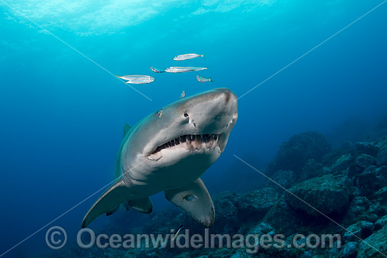 Grey Nurse Shark Coffs Harbour photo Grey Nurse Shark Coffs Harbour photo