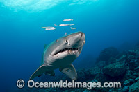Grey Nurse Shark Coffs Harbour Photo - Gary Bell