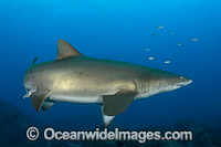 Grey Nurse Shark Coffs Harbour Photo - Gary Bell