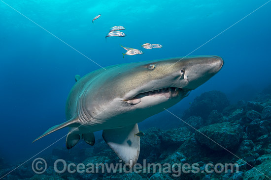 Grey Nurse Shark Coffs Harbour photo Grey Nurse Shark Coffs Harbour photo