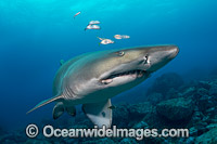 Grey Nurse Shark Coffs Harbour Photo - Gary Bell