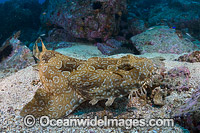 Spotted Wobbegong Shark Photo - Gary Bell