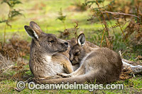 Forester Kangaroo Tasmania Photo - Gary Bell