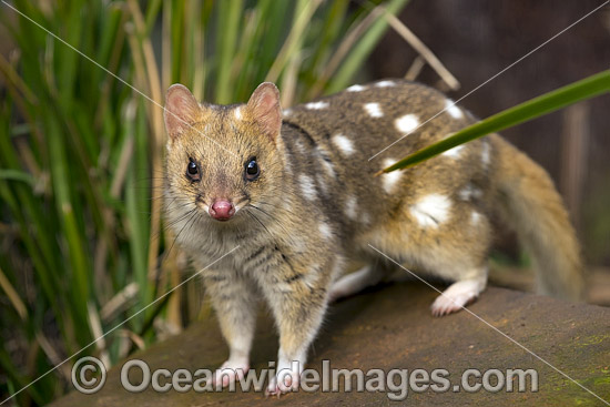 Eastern Quoll Tasmania photo Eastern Quoll Tasmania photo
