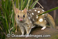 Eastern Quoll Tasmania Photo - Gary Bell