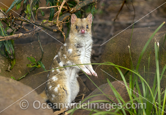 Eastern Quoll Tasmania photo Eastern Quoll Tasmania photo