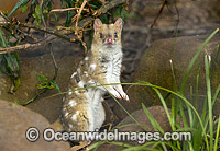 Eastern Quoll Tasmania Photo - Gary Bell