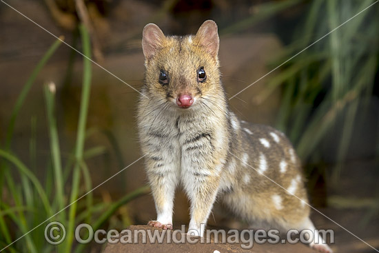 Eastern Quoll Tasmania photo Eastern Quoll Tasmania photo