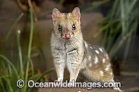 Eastern Quoll Tasmania Photo - Gary Bell