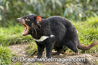 Tasmanian Devil Photo - Gary Bell