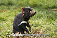 Tasmanian Devil Photo - Gary Bell