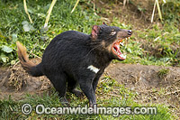Tasmanian Devil Photo - Gary Bell