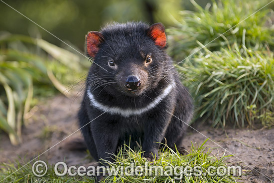 Tasmanian Devil photo Tasmanian Devil photo
