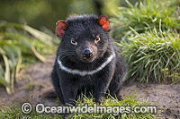 Tasmanian Devil Photo - Gary Bell