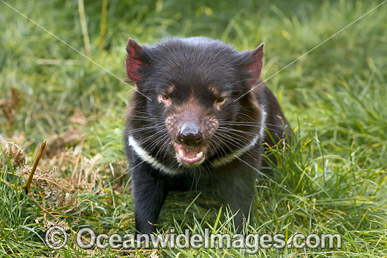 Tasmanian Devil photo Tasmanian Devil photo
