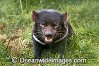 Tasmanian Devil Photo - Gary Bell