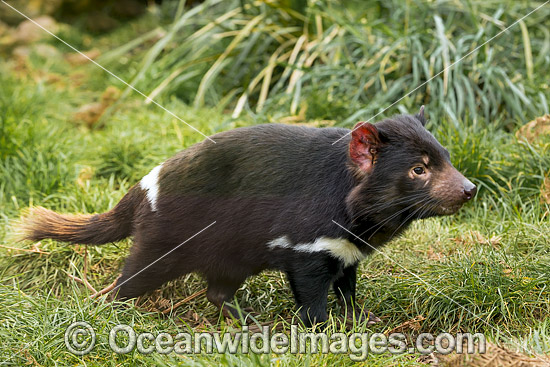 Tasmanian Devil photo Tasmanian Devil photo