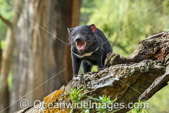 Tasmanian Devil photo Tasmanian Devil photo