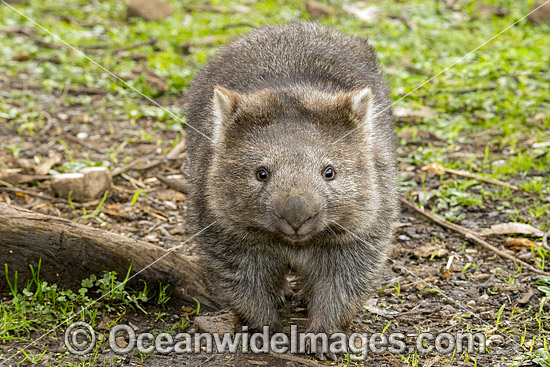 Tasmanian Common Wombat photo Tasmanian Common Wombat photo