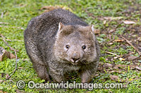 Tasmanian Common Wombat Photo - Gary Bell