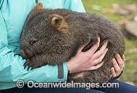 Tasmanian Common Wombat Photo - Gary Bell