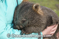 Tasmanian Common Wombat Photo - Gary Bell