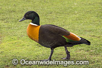 Australian Shelduck Photo - Gary Bell