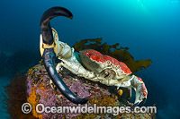 Giant Crab Tasmania Photo - Gary Bell
