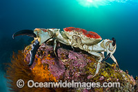 Giant Crab Tasmania Photo - Gary Bell