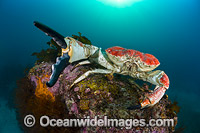 Giant Crab Tasmania Photo - Gary Bell