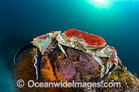 Giant Crab Tasmania Photo - Gary Bell
