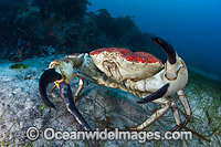 Giant Crab Tasmania Photo - Gary Bell