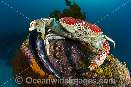 Giant Crab Tasmania photo Giant Crab Tasmania photo