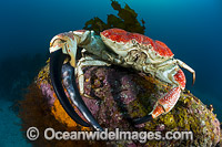 Giant Crab Tasmania Photo - Gary Bell
